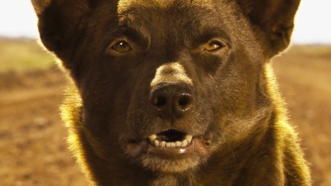 Red.Dog.2011