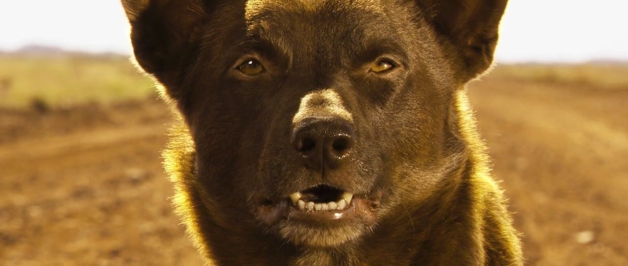 Red Dog (2011)